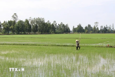 Nông dân cấy bổ sung lúa Đông Xuân 2020-2021. (Ảnh: Hồng Thái/TTXVN)