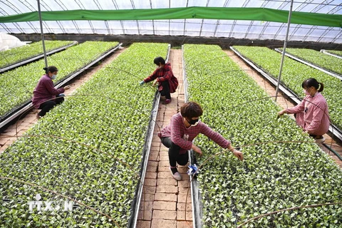Trồng rau xanh trong nhà kính ở Bạc Châu, tỉnh An Huy, Trung Quốc ngày 11/2/2020. (Ảnh: THX/TTXVN)