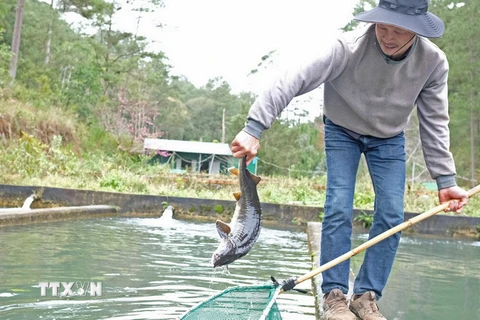 Người nuôi cá tầm tại Lâm Đồng. (Ảnh: Nguyễn Dũng/TTXVN)