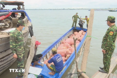 Bộ đội Biên phòng Đồng Tháp phát hiện đối tượng vận chuyển lợn trái phép qua biên giới. (Ảnh: TTXVN phát)