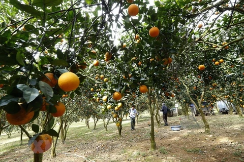 Huyện Cao Phong, Hòa Bình hiện nay đang phát triển 4 giống cam chính là cam lòng vàng, cam xã Đoài, cam canh và cam V2. (Ảnh: Trọng Đạt/TTXVN)