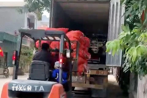 Vận chuyển cà rốt lên xe container đưa đi tiêu thụ tại huyện Cẩm Giàng. (Ảnh: Mạnh Tú/TTXVN)