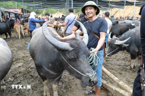 Đến Nghiên Loan mục sở thị chợ phiên trâu bò lớn nhất vùng cao Bắc Kạn