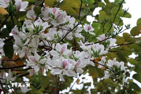 Có nhiều loại hoa ban, với nhiều màu sắc, nhưng phổ biến và nhiều nhất vẫn là hoa ban trắng. (Ảnh: Hữu Quyết/TTXVN)