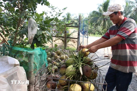 Thương lái thu mua dừa khô. (Ảnh Công Trí/TTXVN)