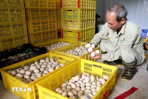 Ông Trần Văn Mậu, thôn Cổ Dương, xã Tiên Dương, huyện Đông Anh, thành phố Hà Nội phân loại trứng gia cầm để cung cấp cho doanh nghiệp đã ký liên kết bao tiêu sản phẩm. (Ảnh: Vũ Sinh/TTXVN)