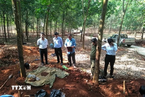 Đơn vị K72 đang cất bốc 6 bộ hài cốt tìm thấy trong ngày 29/3 tại khu rừng cao su thuộc ấp Măng Cải, xã Lộc Thiện, huyện biên giới Lộc Ninh, tỉnh Bình Phước. (Ảnh: TTXVN phát)
