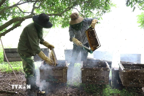 [Photo] Mật ong hoa nhãn - món quà đặc sản nổi tiếng của Hưng Yên