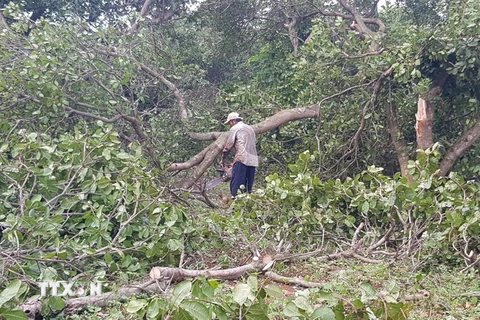 Người dân xã Tân Phước, huyện Đồng Phú thu dọn vườn cây bị gãy đổ. (Ảnh: Đậu Tất Thành/TTXVN)