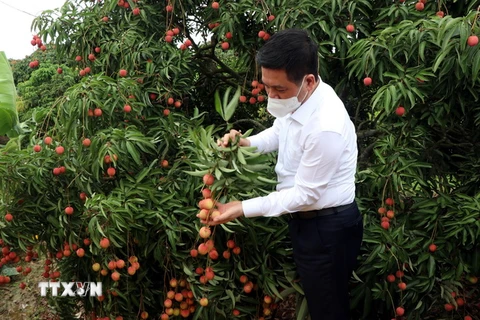 Bộ trưởng Bộ Công thương Nguyễn Hồng Diên hái những chùm vải đầu tiên để xuất khẩu. (Ảnh: Mạnh Tú/TTXVN)