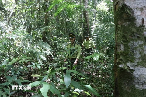 Cán bộ kiểm lâm tuần tra bảo vệ rừng. (Ảnh minh họa: Đỗ Trưởng/TTXVN)