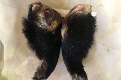 Hai chi gấu là tang vật của vụ án. (Nguồn: Công an tỉnh Lâm Đồng)