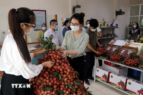 Ngay sau lễ khai trương, người dân thành phố Hải Phòng đã mua hơn 1 tấn vải thiều Thanh Hà, tỉnh Hải Dương. (Ảnh: Mạnh Tú/TTXVN)