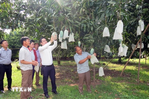 Mô hình trồng xoài hữu cơ của Hợp tác xã nông nghiệp an toàn Chiềng Hặc, huyện Yên Châu, tỉnh Sơn La. (Ảnh: Hữu Quyết/TTXVN)