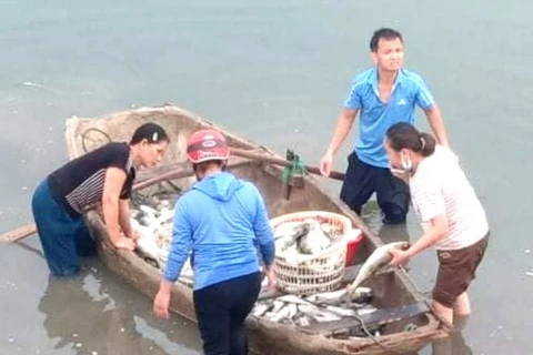 Rất nhiều cá bị chết trên sông Lạch Bạng, thị xã Nghi Sơn, tỉnh Thanh Hóa. (Nguồn: laodong)