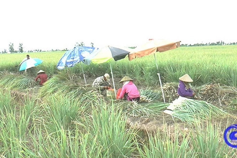 Người dân thu hoạch sả trong vùng dự án Phú Thạnh-Phú Đông. (Nguồn: tiengiang.gov)