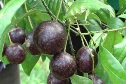 Tuyệt đối không ăn quả Hồng Châu cũng như các loại quả dại khác để phòng tránh ngộ độc. (Nguồn: baodantoc)