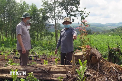 Ông Trần Hữu Thế, Chủ tịch UBND tỉnh Phú Yên (ngoài cùng bên trái) kiểm tra hiện trường phá rừng. (Ảnh: Xuân Triệu/TTXVN)