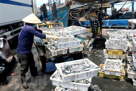Hải sản tại cảng cá. (Ảnh: Nguyễn Thanh/TTXVN)