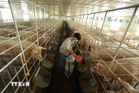 Trang trại chăn nuôi lợn của gia đình chị Lê Thị Ngân ở xã Phú Châu, huyện Ba Vì, thành phố Hà Nội, có có 300 lợn nái đang cho sinh sản và luôn duy trì hơn 600 lợn thịt. (Ảnh: Vũ Sinh/TTXVN)