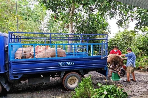 Người dân bán lợn. (Ảnh: Thanh Tân/TTXVN)