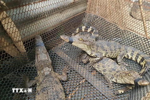Cá sấu xổng chuồng tại kênh thủy lợi được người dân tại ấp Tân Ro, xã Châu Pha bắt nhốt lại. (Ảnh: Hoàng Nhị/TTXVN)