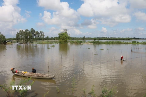 Đánh bắt cá trên cánh đồng ngập nước ven kênh Vĩnh Tế, xã Vĩnh Tế, thành phố Châu Đốc, tỉnh An Giang. (Ảnh: Công Mạo/TTXVN)