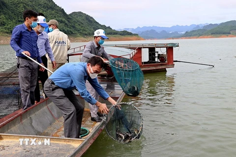Cán bộ Chi cục Thủy sản Hòa Bình thả cá giống xuống lòng hồ sông Đà. (Ảnh: Thanh Hải/TTXVN)