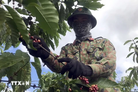 Lực lượng quân đội hỗ trợ người dân thu hái cà phê tại xã Hà Mòn, huyện Đắk Hà, tỉnh Kon Tum. (Ảnh: Khoa Chương/TTXVN)