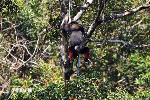 Vườn quốc gia Bạch Mã hiện có khoảng 15 đàn Voọc chà vá chân nâu sinh sống. (Ảnh: Đỗ Trưởng/TTXVN)