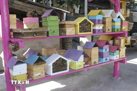 Ninh Thuận: Mô hình khởi nghiệp nuôi ong dú cho hiệu quả kinh tế cao 