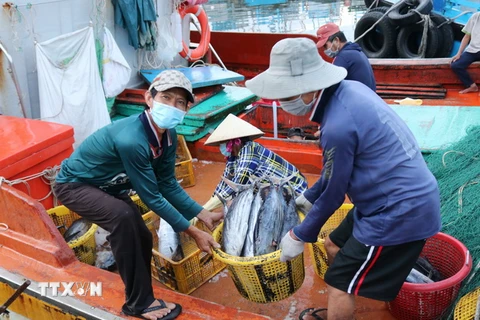 Ngư dân vận chuyển cá tại cảng cá Đông Hải, thành phố Phan Rang-Tháp Chàm, tỉnh Ninh Thuận. (Ảnh: Nguyễn Thành/TTXVN)