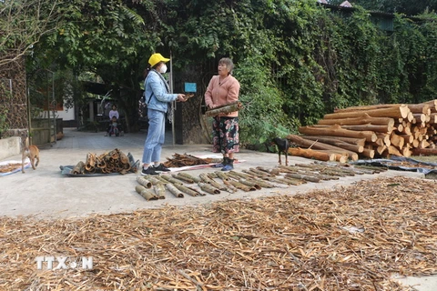Trong tháng 12, gia đình bà Nguyễn Thị Hòa, xã Mường Nọc, huyện Quế Phong bị kẻ gian bóc trộm thêm 30 cây quế đang đến kỳ thu hoạch buộc phải chặt bỏ cây. (Ảnh: Bích Huệ/TTXVN) 