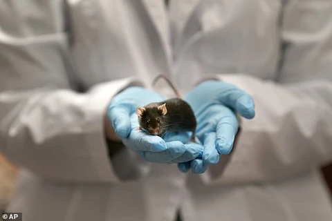 Một số nhà khoa học cho rằng Omicron tiến hóa ở chuột trước khi lây nhiễm trở lại sang người. (Nguồn: AP)