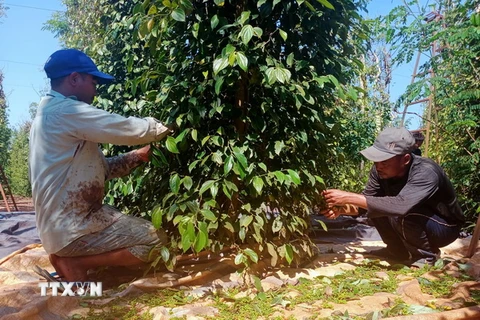 Người dân huyện Bù Đốp, tỉnh Bình Phước trải lưới dưới gốc để thu hoạch tiêu. (Ảnh: TTXVN phát)