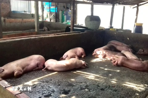 Đàn lợn bị nhiễm bệnh trước khi bị đem đi tiêu hủy. (Ảnh: Chanh Đa/TTXVN)