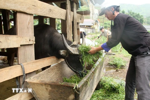 Người dân Yên Bái chủ động dự trữ thức ăn cho đàn gia súc trong mùa Đông. (Ảnh: Đức Tưởng/TTXVN)