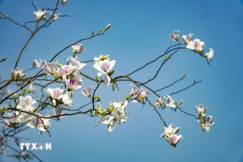 [Photo] Điện Biên: Ngắm hoa ban bung nở trên núi rừng Tây Bắc