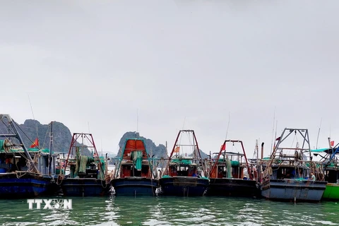 Hàng loạt tàu đánh bắt cá tại Quảng Ninh không dám ra khơi vì giá dầu tăng, đội chi phí cao, thua lỗ sau các chuyến biển. (Ảnh: Thanh Vân/TTXVN)