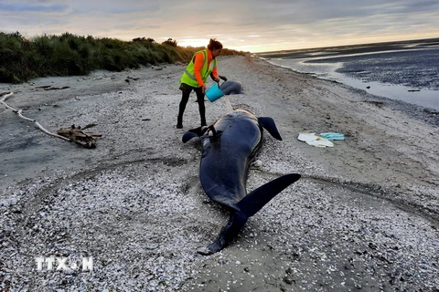 Cá voi hoa tiêu mắc cạn tại bãi biển Farewell Spit, New Zealand, ngày 18/3. (Ảnh: AFP/TTXVN)