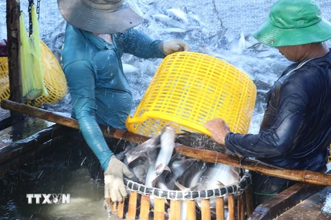 Thu hoạch cá tra. (Ảnh: Nguyễn Văn Trí/TTXVN)