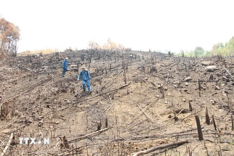 Hiện trường rừng bị phá trắng thuộc lâm phần Công ty Cổ phần Tập đoàn Tân Mai Chi nhánh Đắk Lắk quản lý. (Ảnh: TTXVN phát)