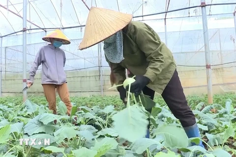 Nông dân huyện Mộc Châu, tỉnh Sơn La thu hoạch rau theo tiêu chuẩn VietGAP góp phần giảm nghèo. (Ảnh: TTXVN phát)