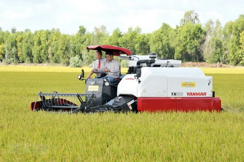 Công ty Cổ phần Tập đoàn Lộc Trời thu hoạch lúa trong vùng nguyên liệu tại xã Định Thành ở huyện Thoại Sơn, tỉnh An Giang. (Ảnh: Công Mạo/TTXVN)