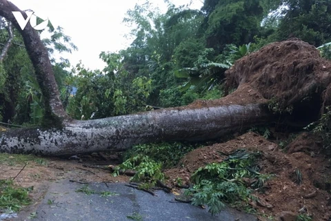 Thân cây lớn đổ chắn ngang tỉnh lộ 258, đoạn qua thị trấn Phủ Thông, huyện Bạch Thông, tỉnh Bắc Kạn. (Nguồn: vov.vn)