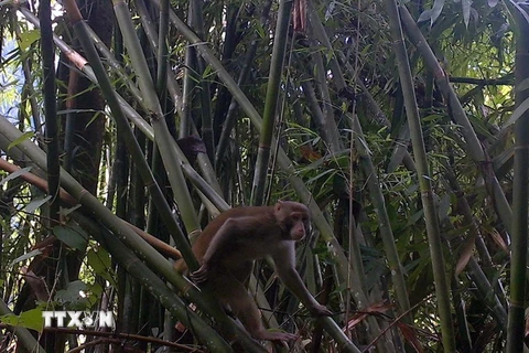 Khỉ mốc, một loài Linh trưởng đã xuất hiện tại Khu bảo tồn thiên nhiên Pù Hu, tỉnh Thanh Hóa. (Ảnh: Nguyễn Nam/TTXVN)