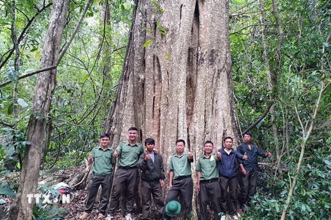 Một cây săng lẻ trong quần thể cổ thụ vừa được công nhận là Cây di sản Việt Nam. (Ảnh: TTXVN phát)