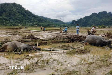 Mưa lớn khiến nhiều gia súc của người dân thị trấn Lăng Can, tỉnh Tuyên Quang, bị chết do lũ quấn trôi. (Ảnh: TTXVN phát)