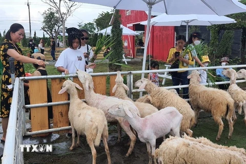 Du khách thích thú cho cừu ăn khu du lịch càphê Trang trại Cừu, xã Vĩnh Trạch, thành phố Bạc Liêu. (Ảnh: Tuấn Kiệt/TTXVN)