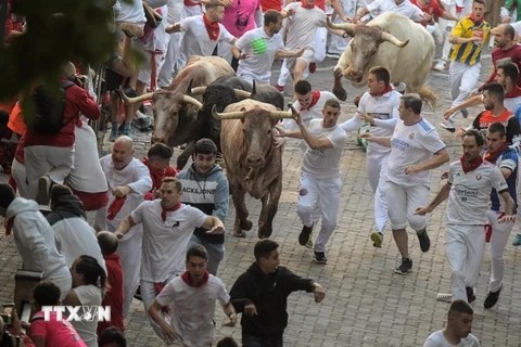 Những con bò tót chạy đua cùng dòng người tham gia lễ hội nổi tiếng San Fermín trên quãng đường tới trường đấu bò ở thành phố Pamplona, Tây Ban Nha ngày 6/7. (Ảnh: AFP/TTXVN)
